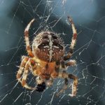 Effektiv behandling av spindelfobi och ångest? En diskussion om exponeringsterapi, tapping och Somatic Experiencing.